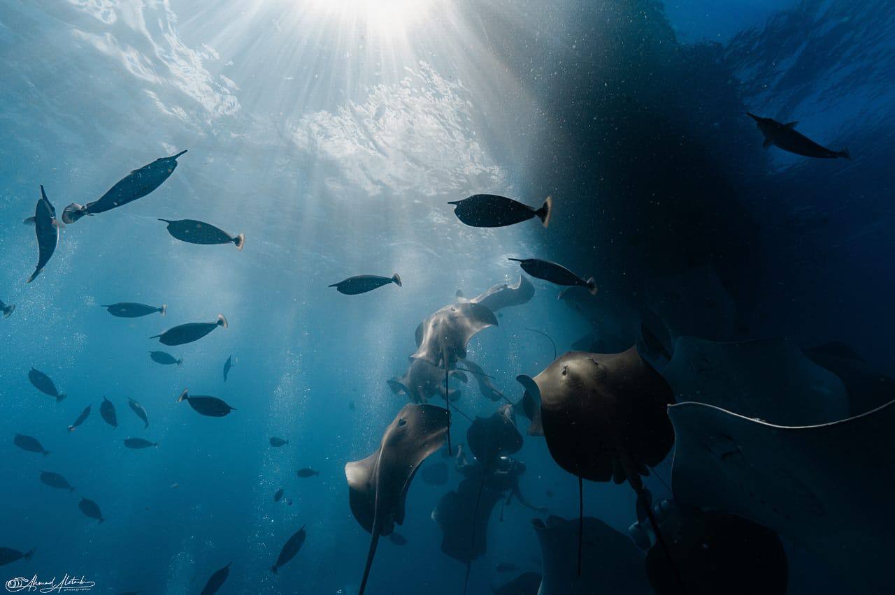 Raajje Divers