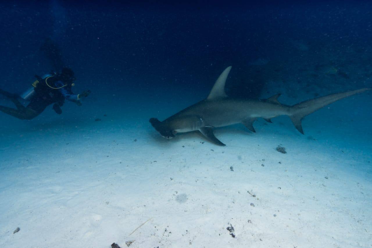 Raajje Divers
