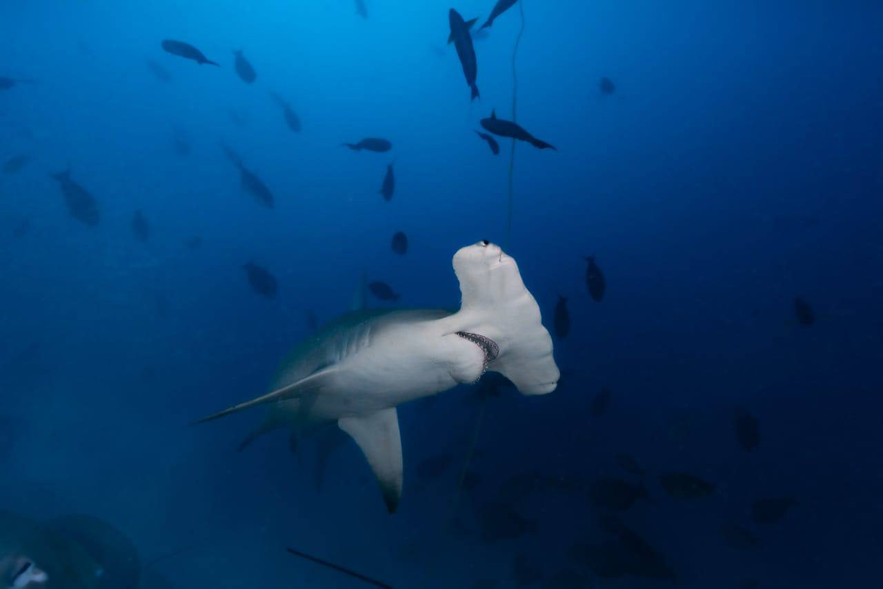 Raajje Divers