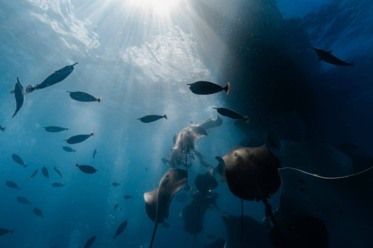 Raajje Divers