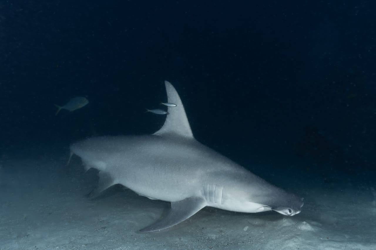 Raajje Divers