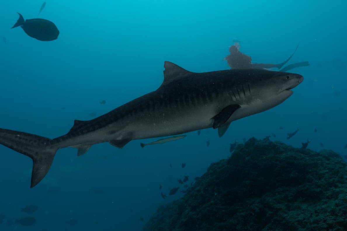 Raajje Divers