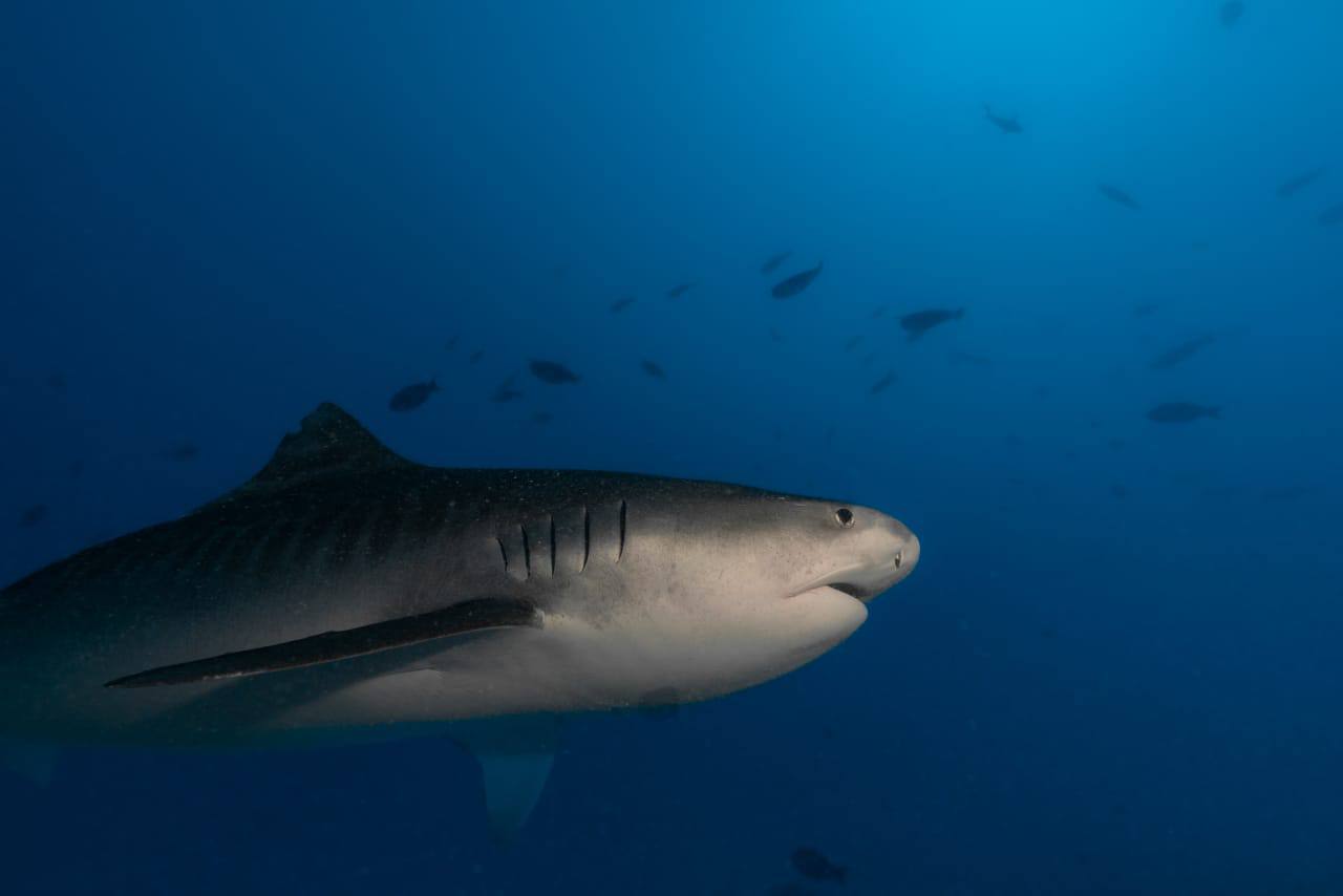 Raajje Divers