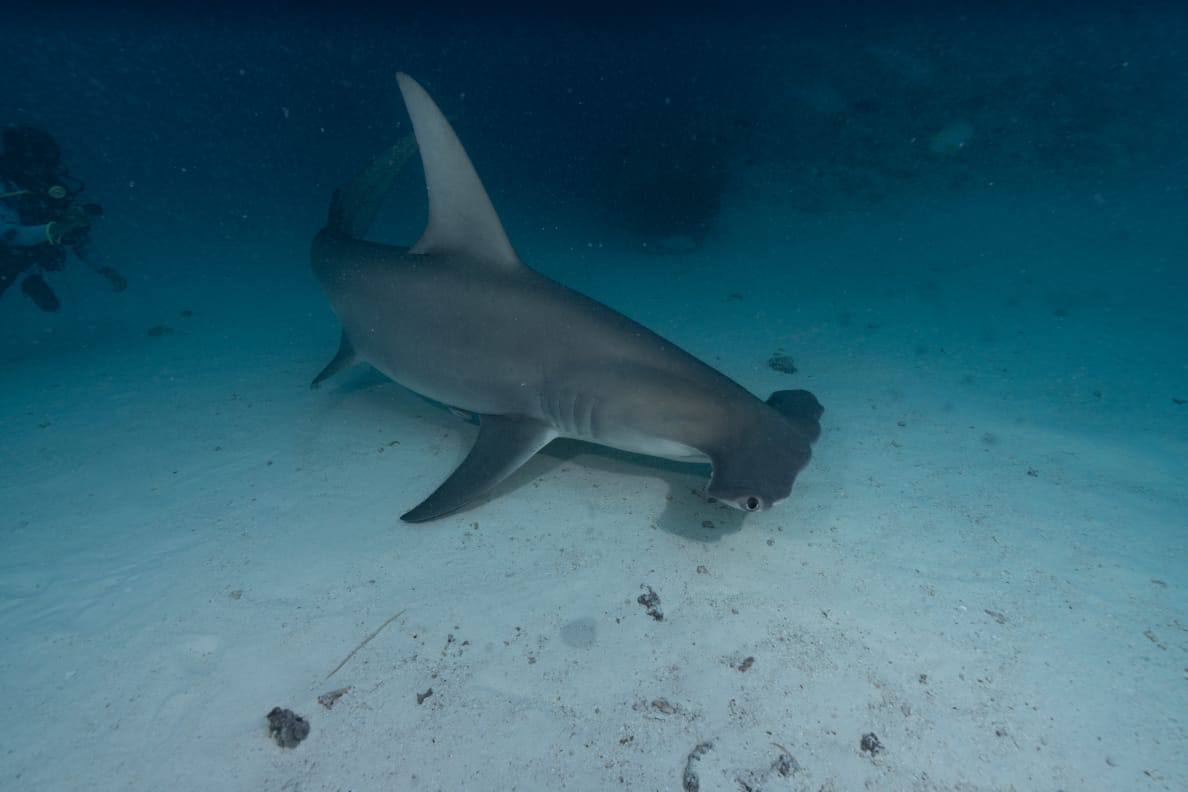 Raajje Divers