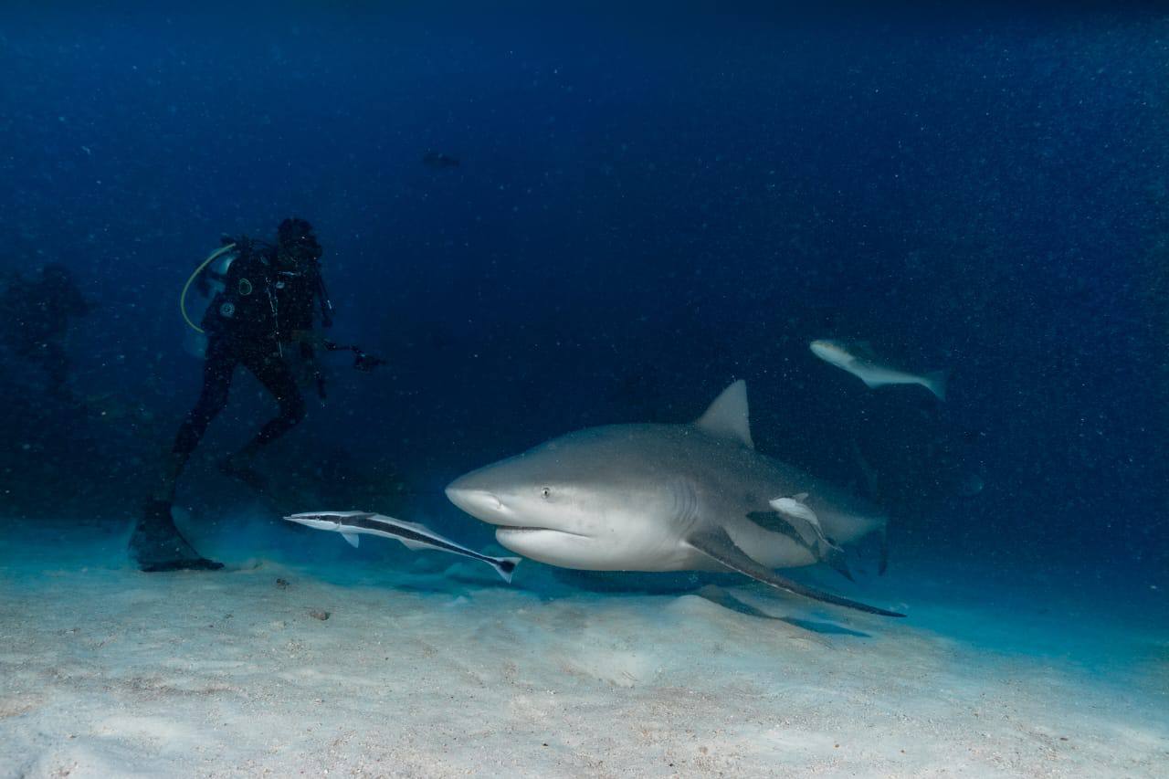 Raajje Divers