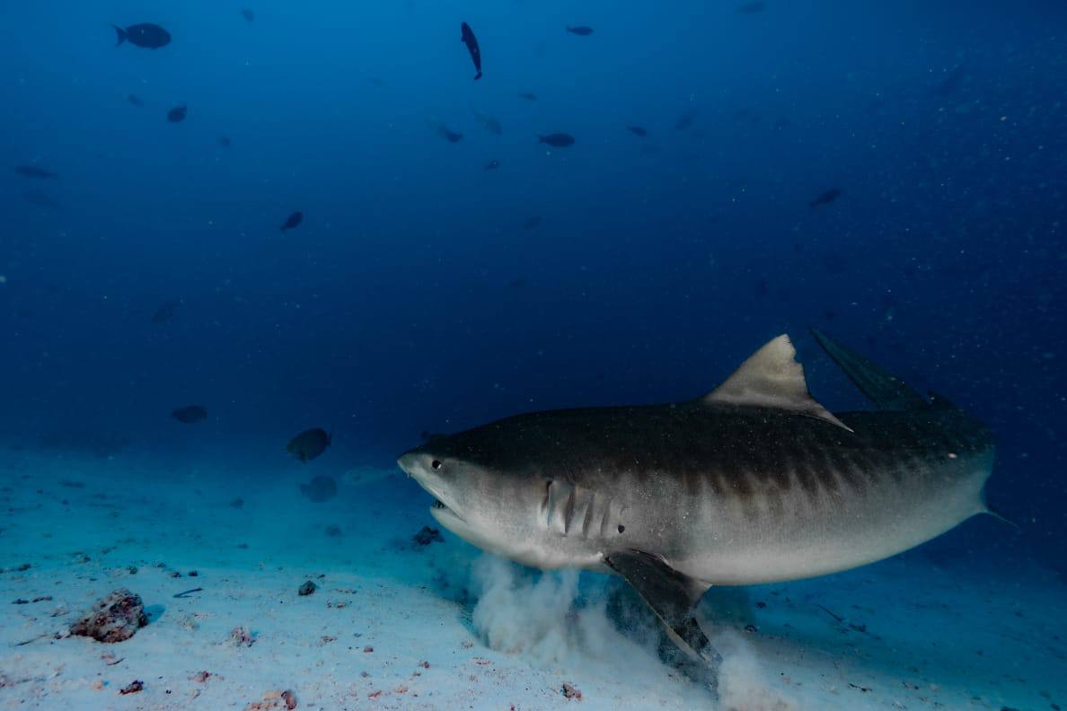 Raajje Divers
