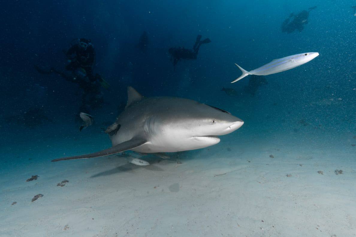 Raajje Divers