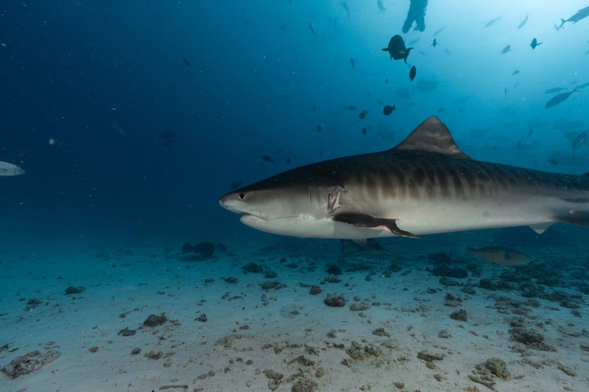 Raajje Divers