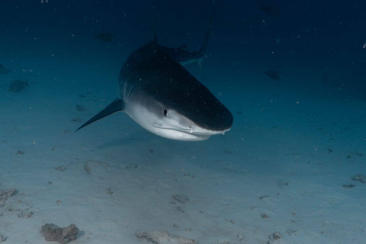 Raajje Divers