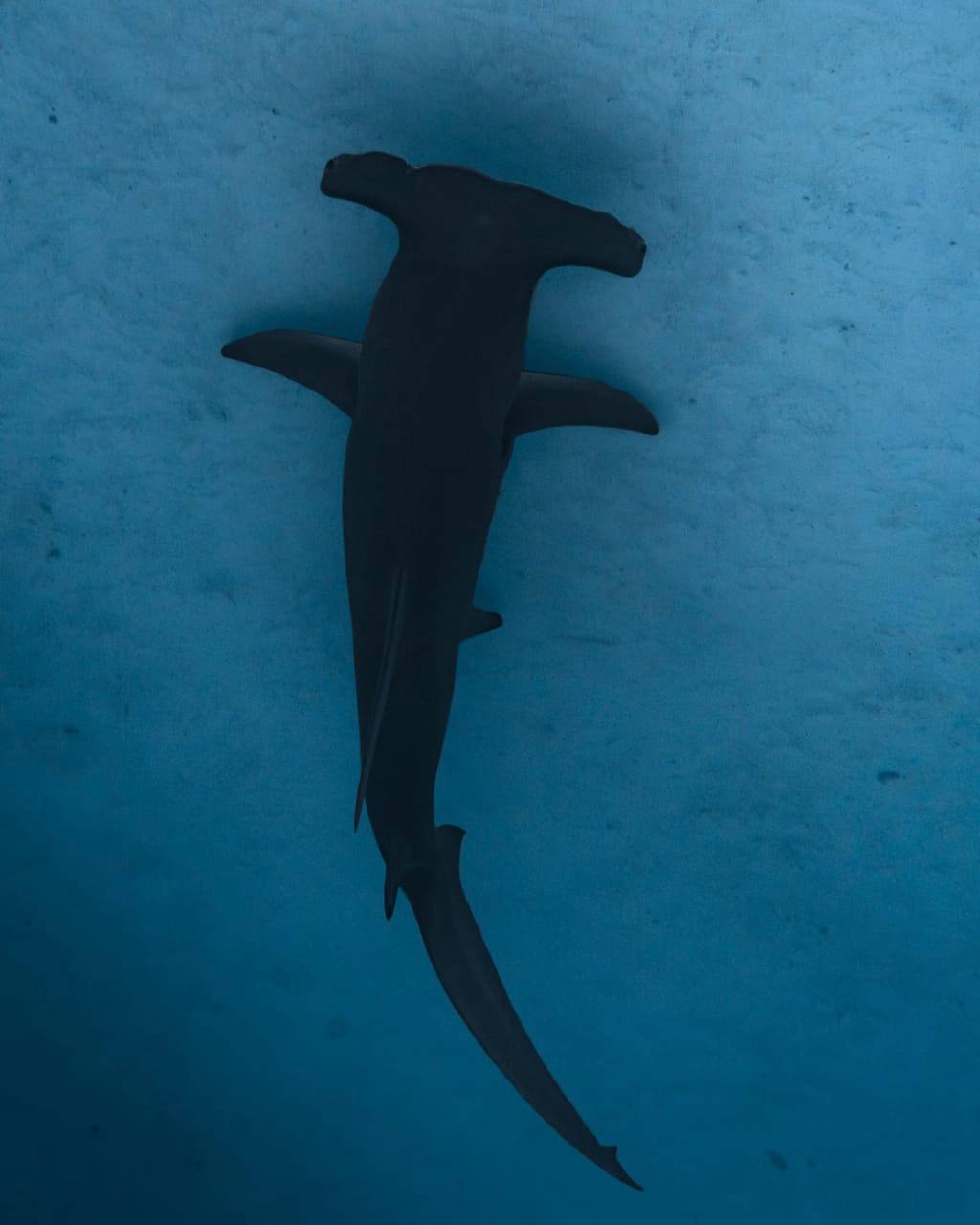 Raajje Divers