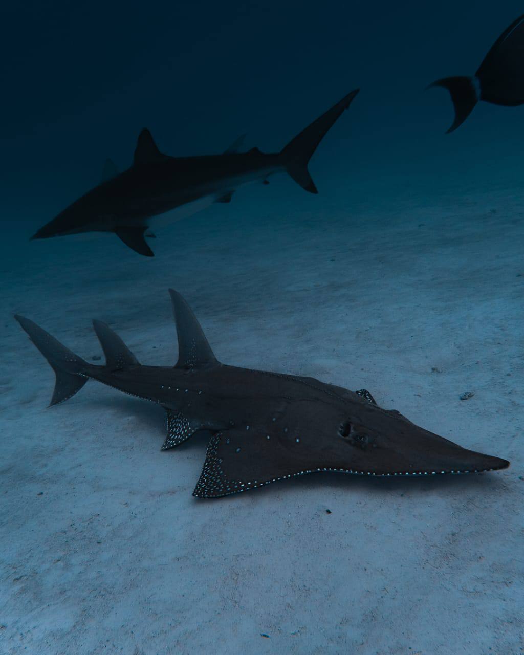 Raajje Divers