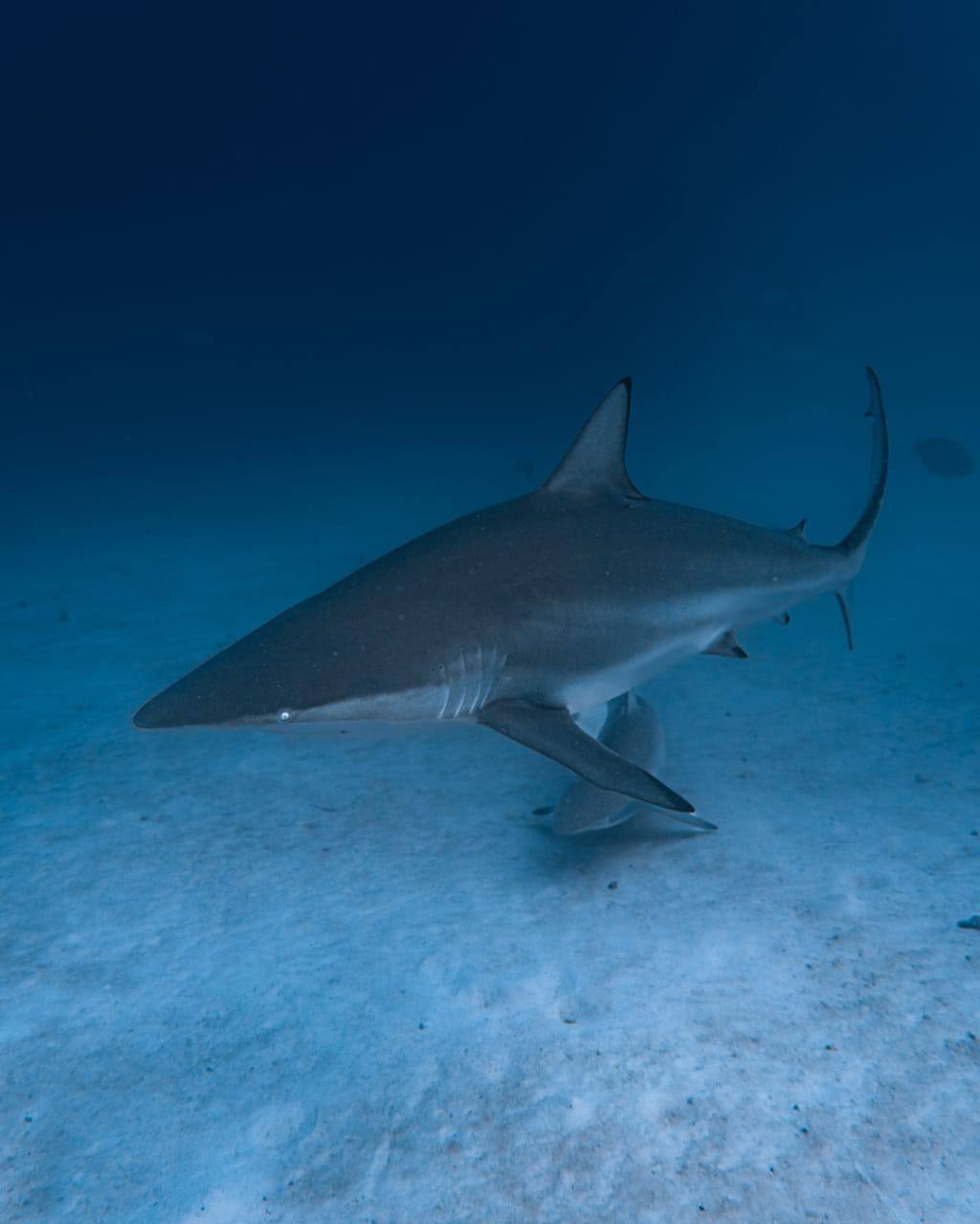 Raajje Divers