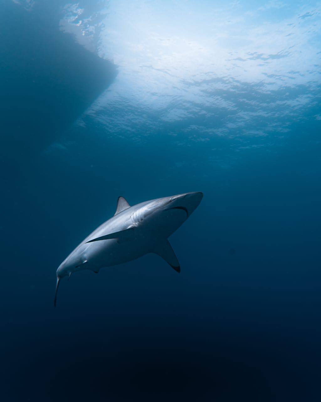 Raajje Divers