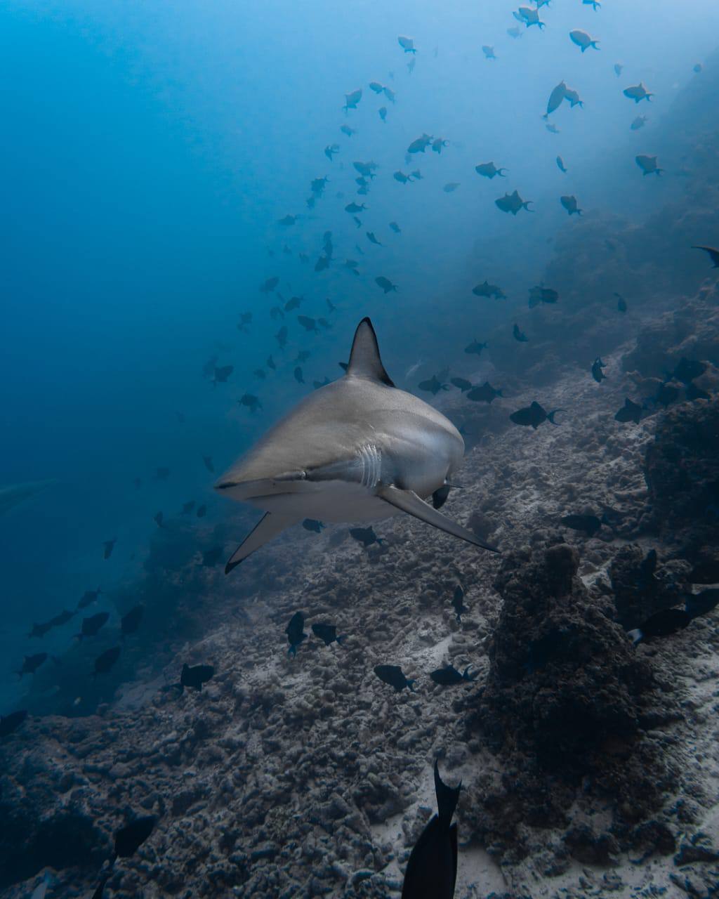 Raajje Divers
