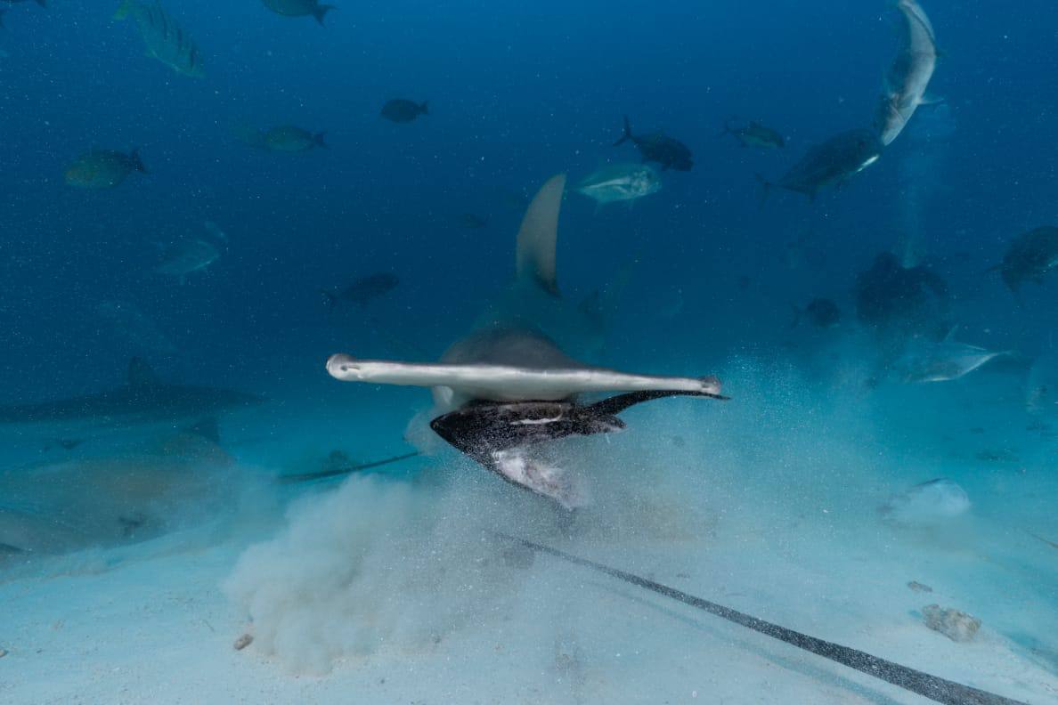 Raajje Divers
