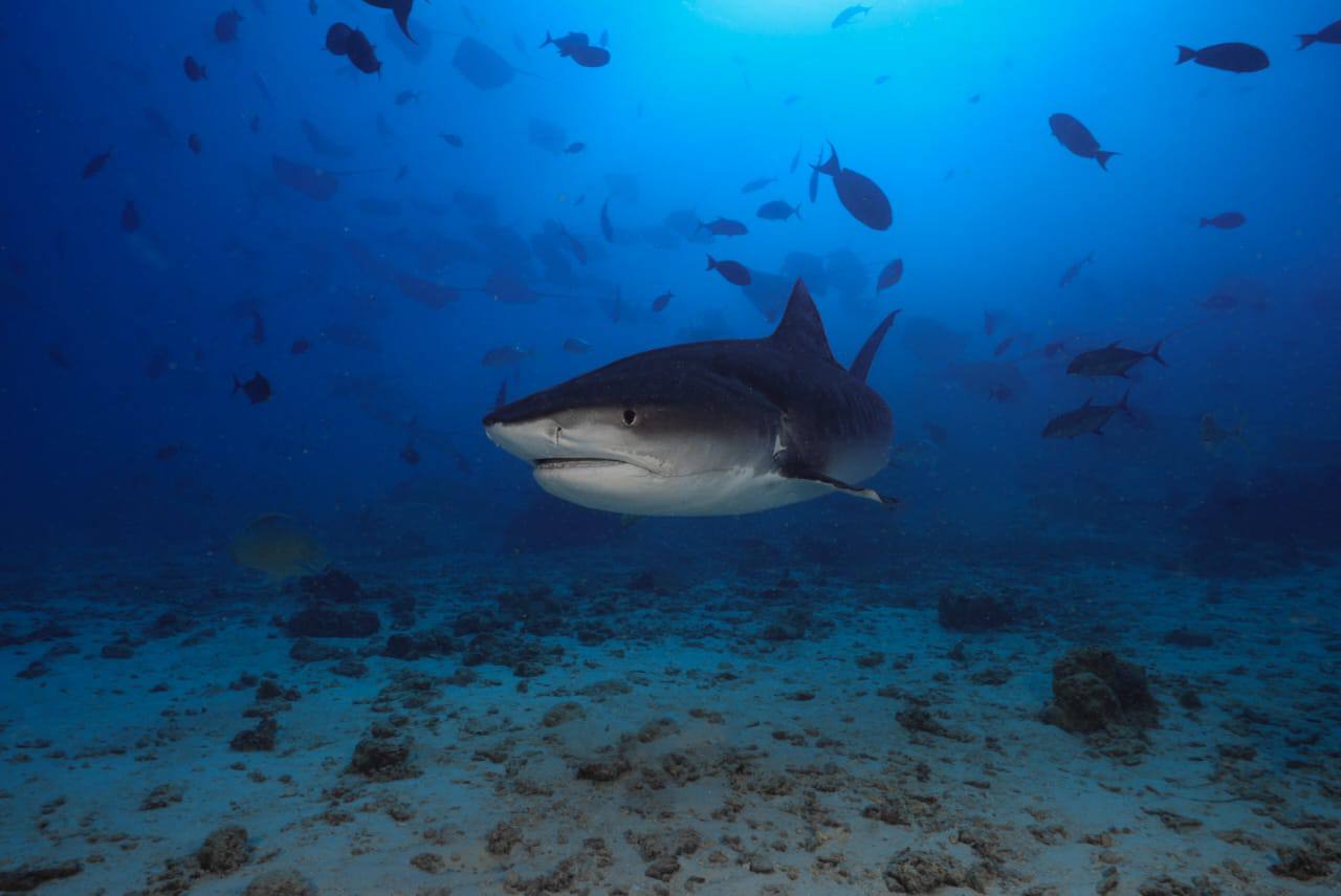 Raajje Divers