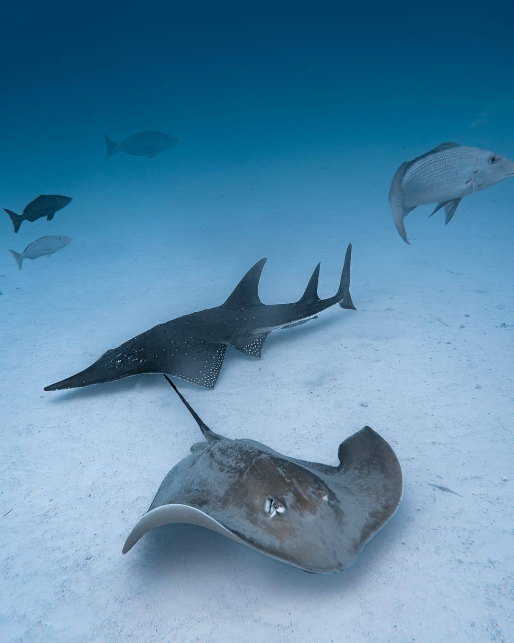 Raajje Divers