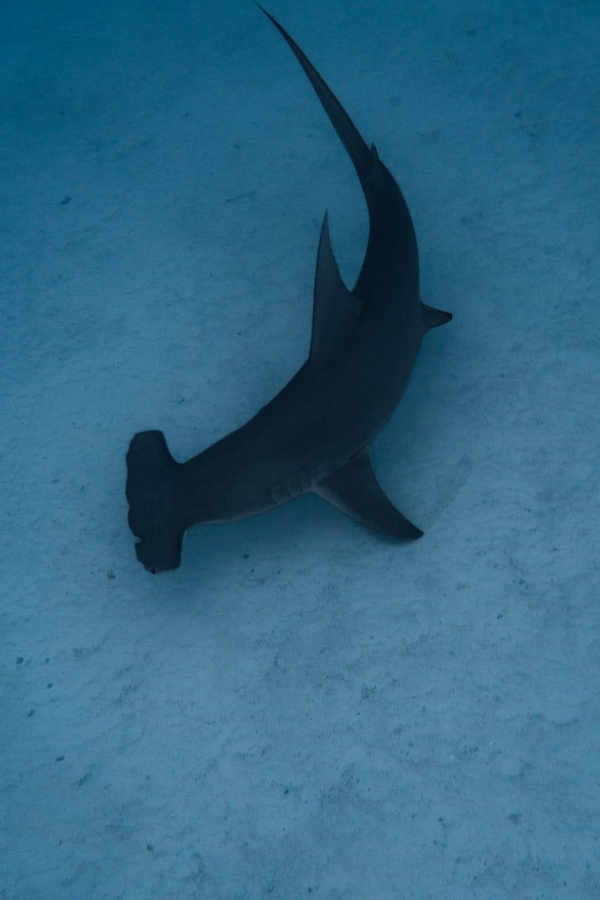 Raajje Divers